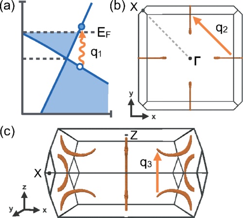 Uncovering Electron-Phonon Scattering and Phonon Dynamics in Type-I Weyl Semimetals